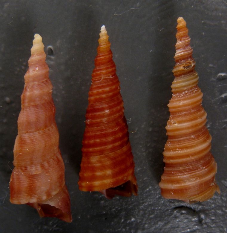 Turritella turbona e decipiens